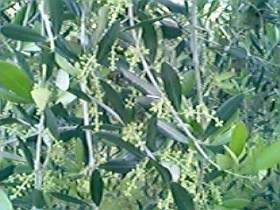 Fiori di olivo