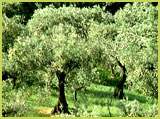 Olive grove