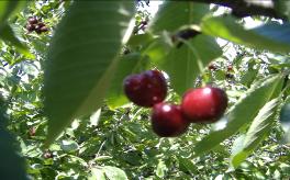 Cherries