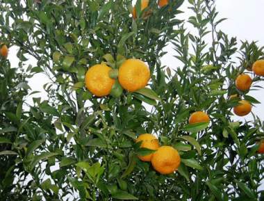 Tangerines