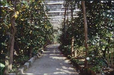 Path with lemon trees