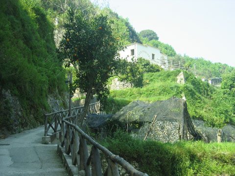 Path to the house