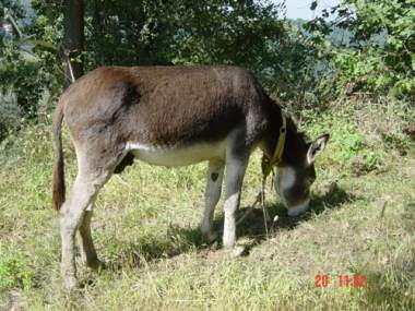 A donkey