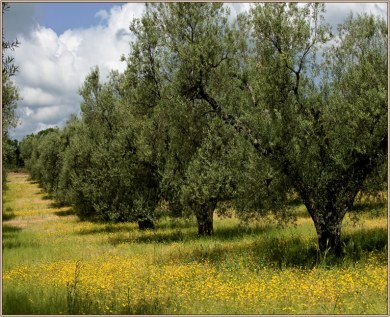 Olive trees