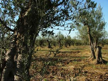 The olive grove