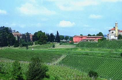 Vineyards