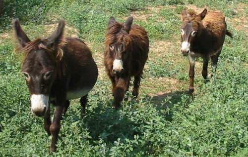 Donkeys