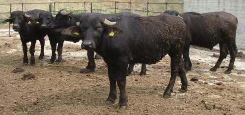 Buffalos