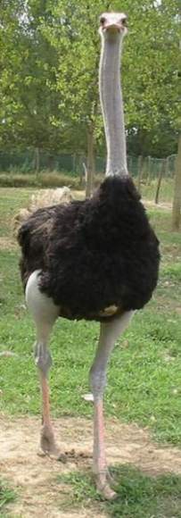 Ostrich