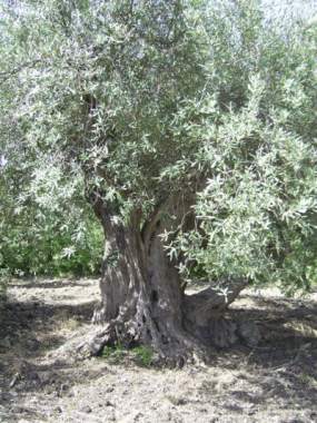 Ancient olive tree