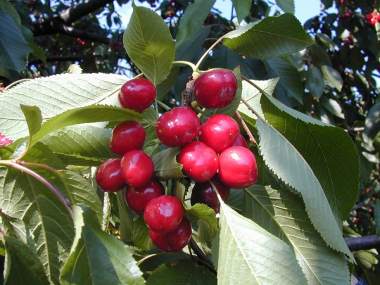 Cherries