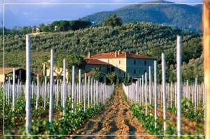 Rows of vines