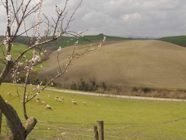 Pecore al pascolo