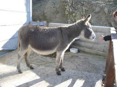A donkey from Abruzzi
