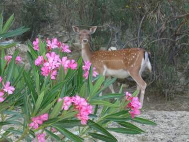 Fallow deer