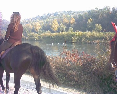 Horses on the bank of the River Mincio